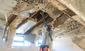 Best Environmental Consulting for Mold Prevention  in Rmel Valley Village, CA